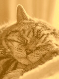 Спящий кошак обои