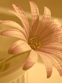 Сиреневый цветок в стакане обои