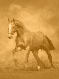 Лошадь обои