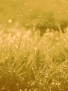 Роса на траве обои