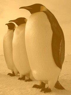 Слет пингвинов обои