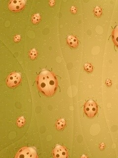 Божьи коровки обои
