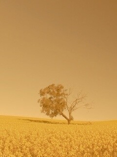 Дерево в поле обои