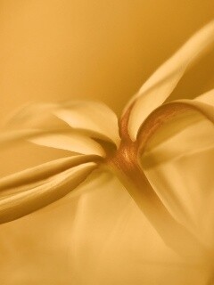 Цветок обои