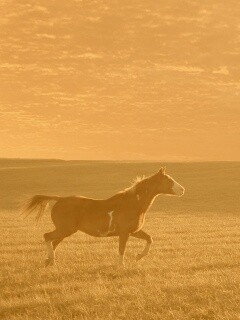 Мустанг обои