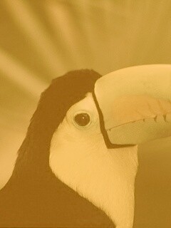 Грустный желтогрудый тукан обои