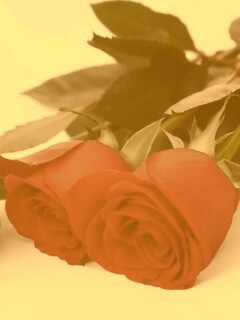 Красные розы обои