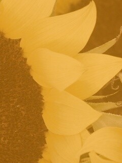 Подсолнухи обои