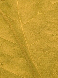 Макро зеленый лист обои