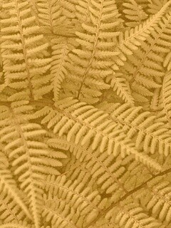 Папоротник обои