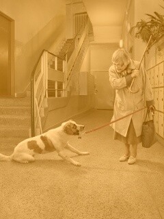 Непослушная собака обои