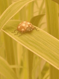 Милая божья коровка робот обои