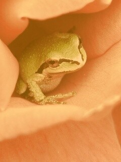 Куда это ты смотришь? обои