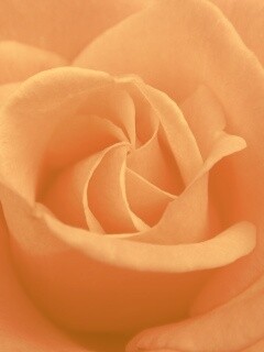 Идеальная роза обои