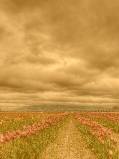 Цветочное поле под грозовым небом обои