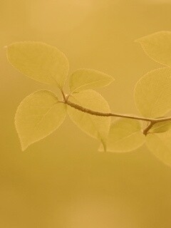 Зеленая веточка обои