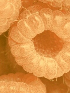 Малина обои