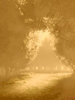 Сумерки в волшебном лесу обои