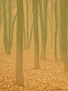 Таинственный лес обои