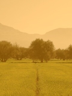 Зеленое поле обои