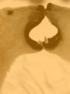 Полярные медведи обои