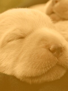 Мордочки симпатичных щенков обои