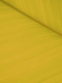 Зеленый лист обои