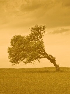 Склоненное дерево обои