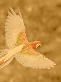 Попугай фото обои