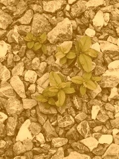 Цветы среди камней обои