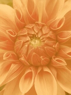 Аленький цветочек обои