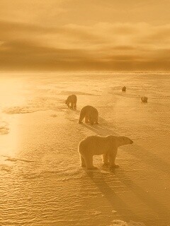 Полярные медведи обои