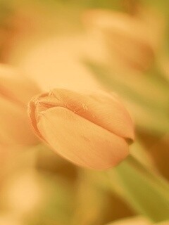 Красивый тюльпан обои