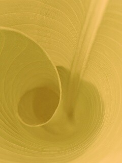 Зеленый лист трубочкой обои