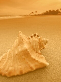 Красивая раковина обои