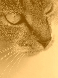 Очень красивый кот обои