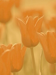 Красные цветы обои