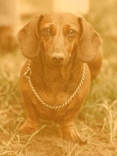 Рыжая такса обои