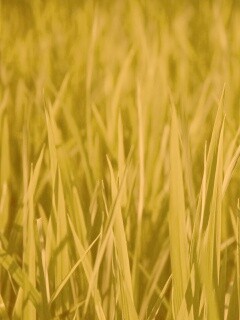 Яркая сочная трава обои