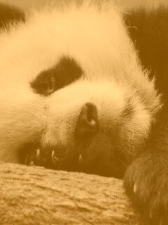 Панда на ветви обои