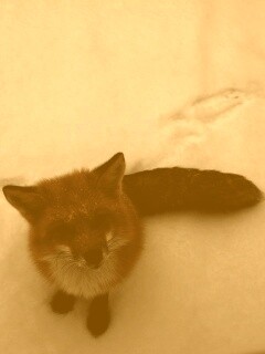 Firefox натуральный обои