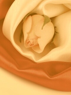 Нераспустившийся цветок розы в шелке обои