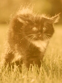 Кот воитель обои