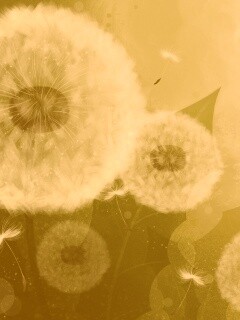 Одуванчики обои