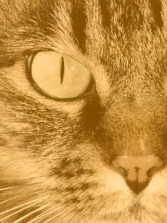 Кошачья морда обои