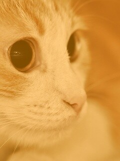 Кот с большими глазами обои