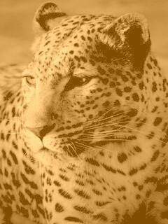 Леопард обои