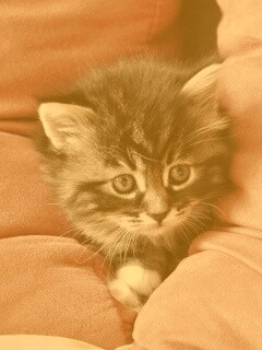 Котенок в подушках обои