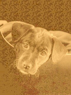 Собачка в сумке обои