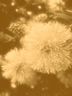 Сказочный цветок обои